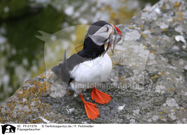 Papageitaucher / FF-01576