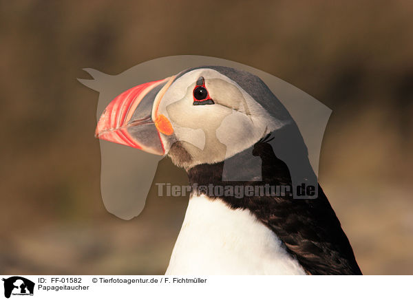 Papageitaucher / FF-01582