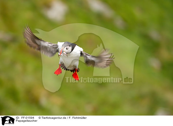 Papageitaucher / Atlantic puffin / FF-01594
