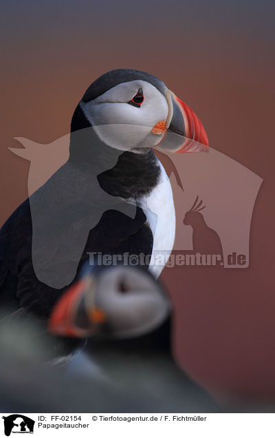 Papageitaucher / Atlantic puffin / FF-02154