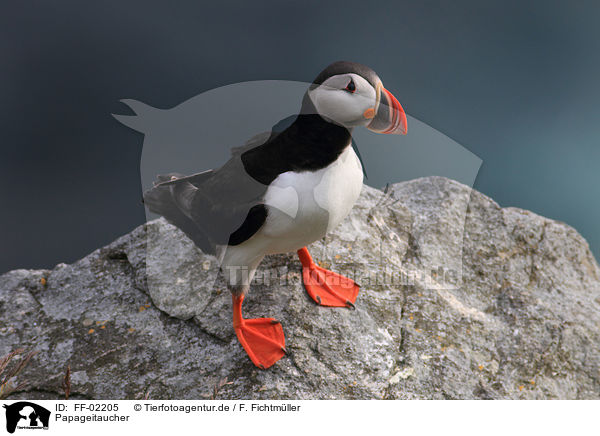 Papageitaucher / Atlantic puffin / FF-02205