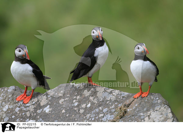 Papageitaucher / Atlantic puffin / FF-02215