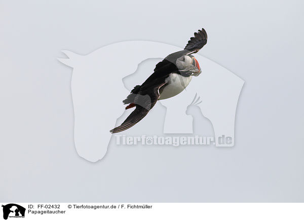 Papageitaucher / Atlantic puffin / FF-02432