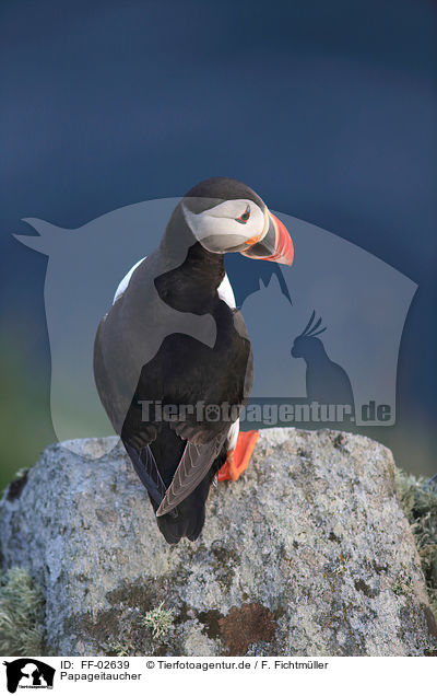 Papageitaucher / Atlantic puffin / FF-02639