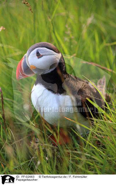 Papageitaucher / Atlantic puffin / FF-02663