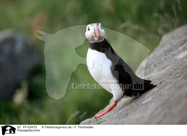 Papageitaucher / Atlantic puffin / FF-02675