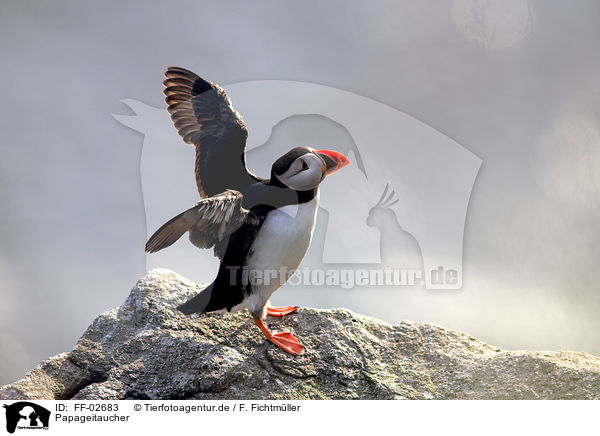 Papageitaucher / Atlantic puffin / FF-02683