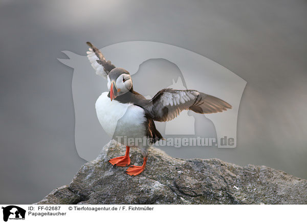 Papageitaucher / Atlantic puffin / FF-02687