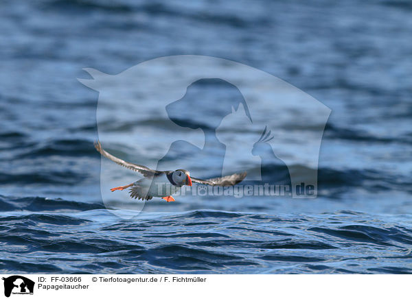 Papageitaucher / Atlantic puffin / FF-03666