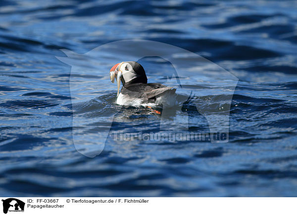 Papageitaucher / Atlantic puffin / FF-03667