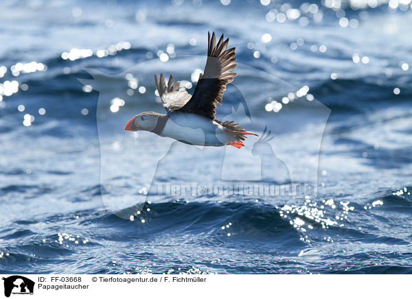 Papageitaucher / Atlantic puffin / FF-03668