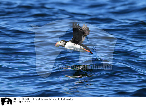 Papageitaucher / Atlantic puffin / FF-03670