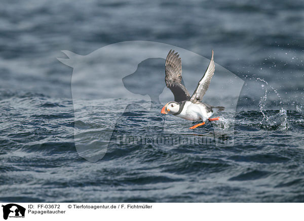 Papageitaucher / Atlantic puffin / FF-03672