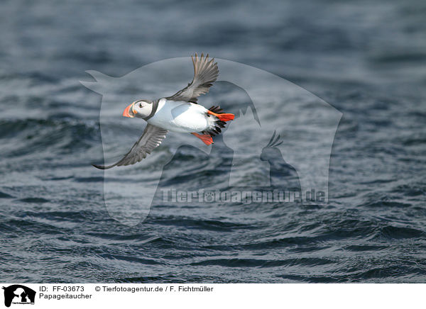 Papageitaucher / Atlantic puffin / FF-03673