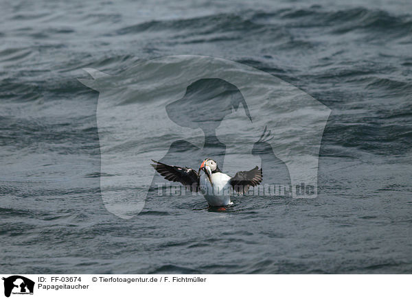 Papageitaucher / Atlantic puffin / FF-03674
