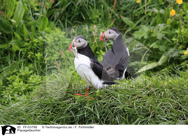 Papageitaucher / Atlantic puffin / FF-03786