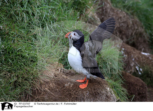 Papageitaucher / Atlantic puffin / FF-03787