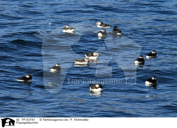 Papageitaucher / Atlantic puffin / FF-03791