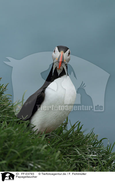 Papageitaucher / Atlantic puffin / FF-03793