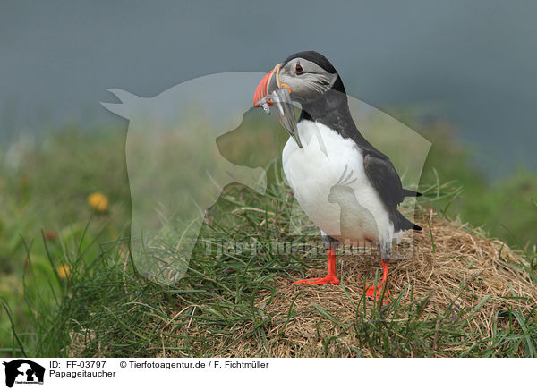 Papageitaucher / Atlantic puffin / FF-03797