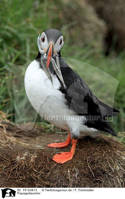 Papageitaucher / Atlantic puffin / FF-03813