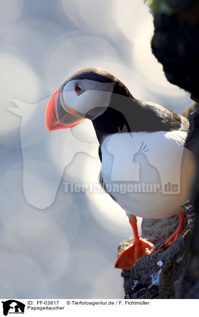 Papageitaucher / Atlantic puffin / FF-03817