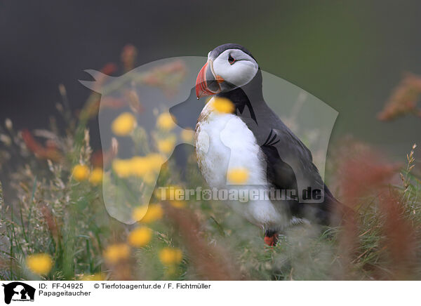 Papageitaucher / Atlantic puffin / FF-04925