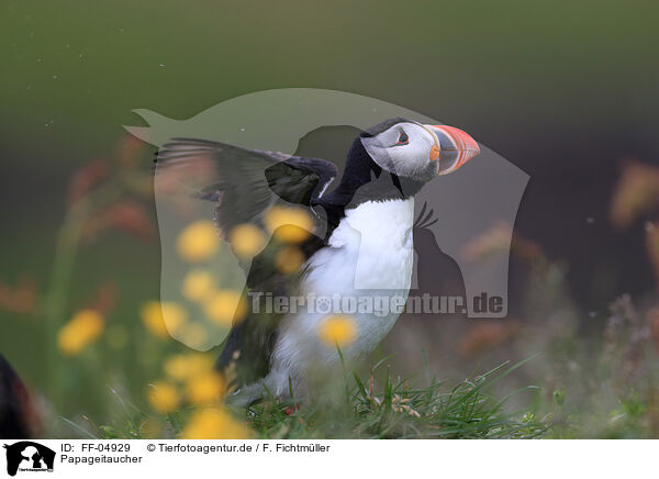 Papageitaucher / Atlantic puffin / FF-04929