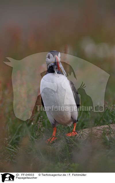 Papageitaucher / Atlantic puffin / FF-04933