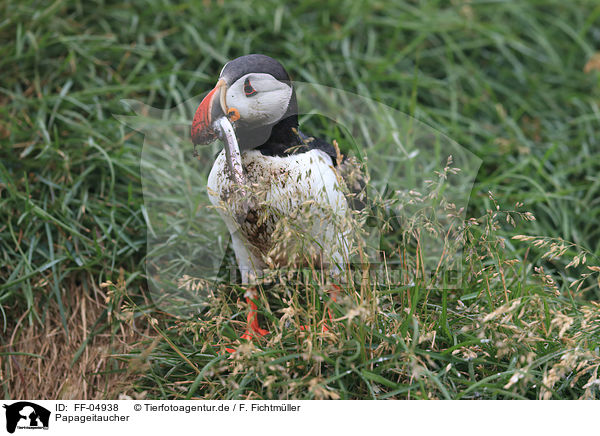 Papageitaucher / Atlantic puffin / FF-04938