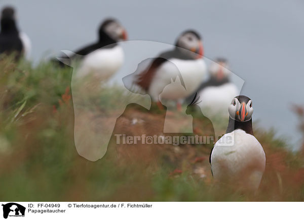 Papageitaucher / Atlantic puffin / FF-04949