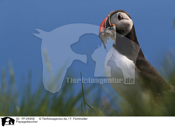 Papageitaucher / Atlantic puffin / FF-04958