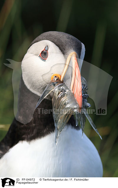Papageitaucher / Atlantic puffin / FF-04972