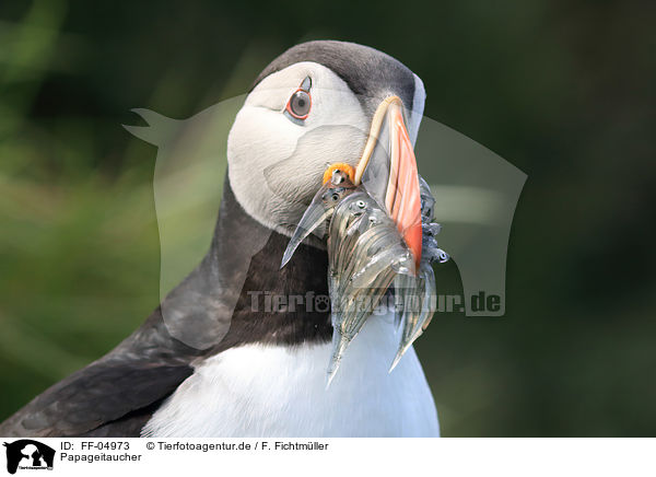 Papageitaucher / FF-04973