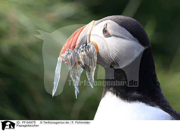 Papageitaucher / Atlantic puffin / FF-04975