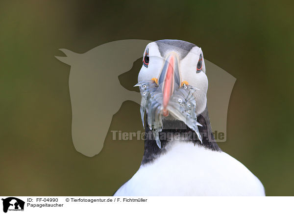 Papageitaucher / Atlantic puffin / FF-04990
