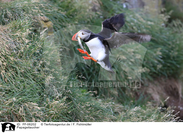 Papageitaucher / Atlantic puffin / FF-06202