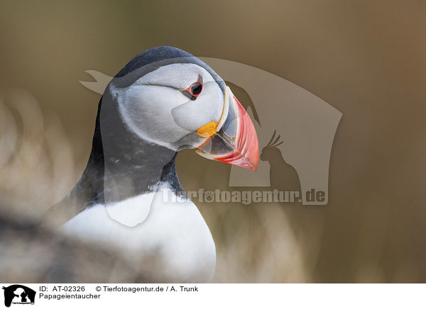 Papageientaucher / Atlantic puffin / AT-02326