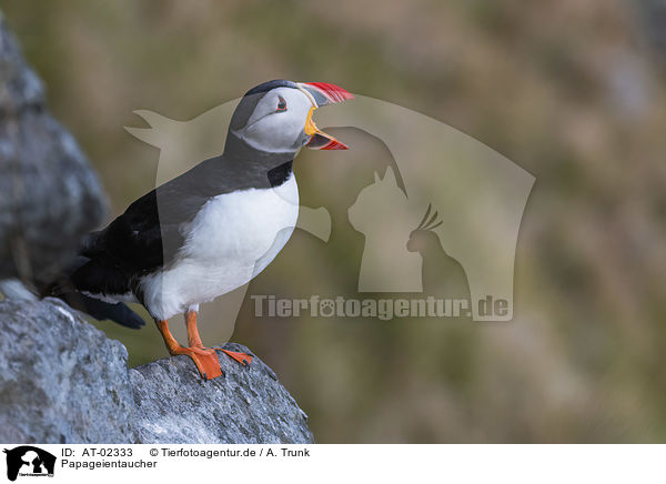 Papageientaucher / Atlantic puffin / AT-02333