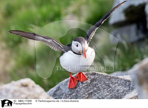 Papageitaucher / Atlantic puffin / MBS-17996