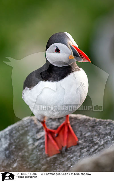 Papageitaucher / Atlantic puffin / MBS-18006