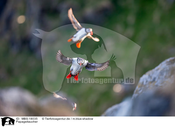 Papageitaucher / MBS-18035