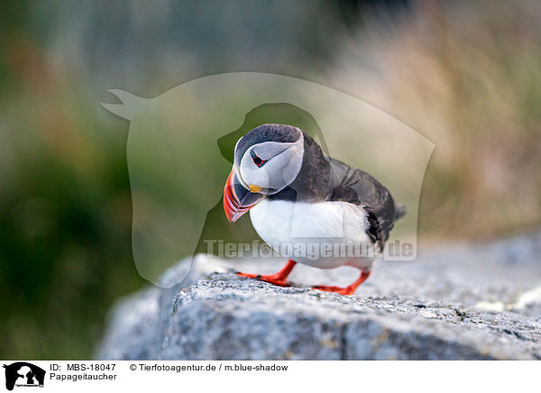 Papageitaucher / MBS-18047