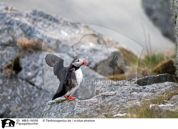 Papageitaucher / MBS-18056