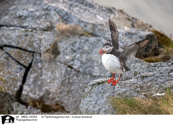 Papageitaucher / MBS-18058