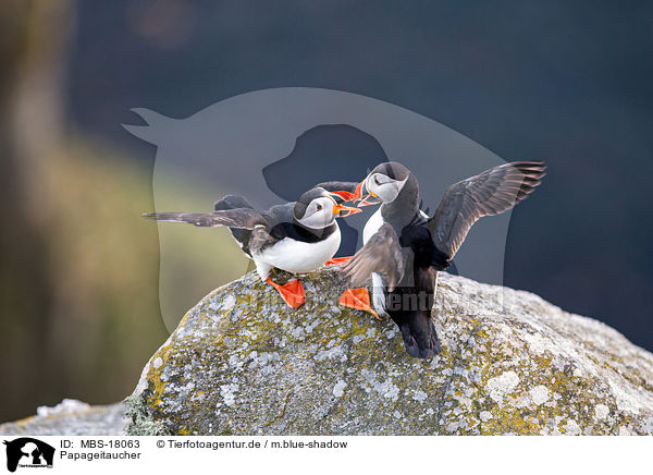 Papageitaucher / MBS-18063