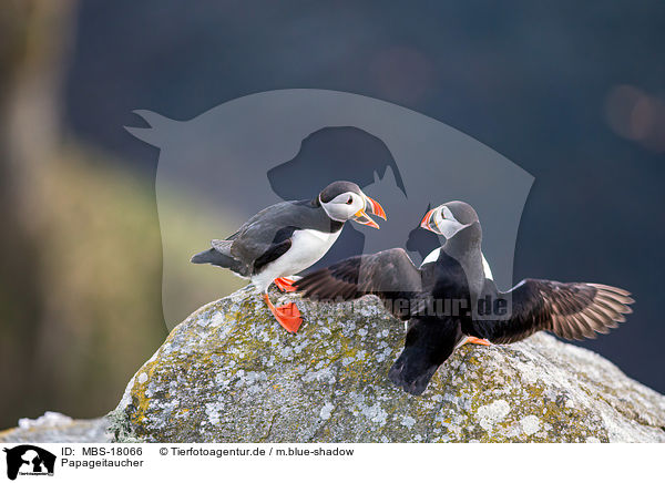 Papageitaucher / Atlantic puffin / MBS-18066