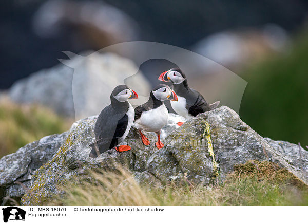 Papageitaucher / Atlantic puffin / MBS-18070