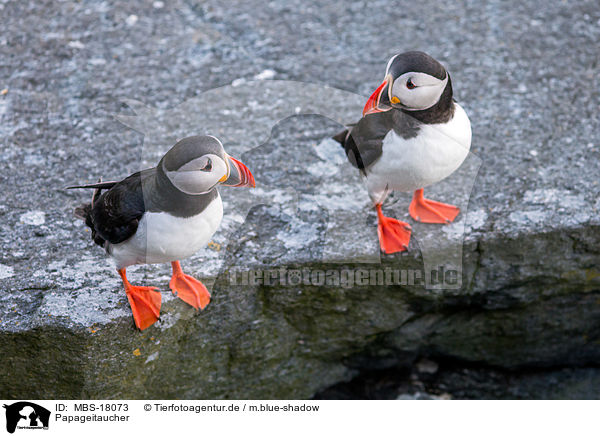 Papageitaucher / MBS-18073