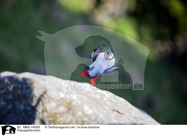 Papageitaucher / MBS-18085